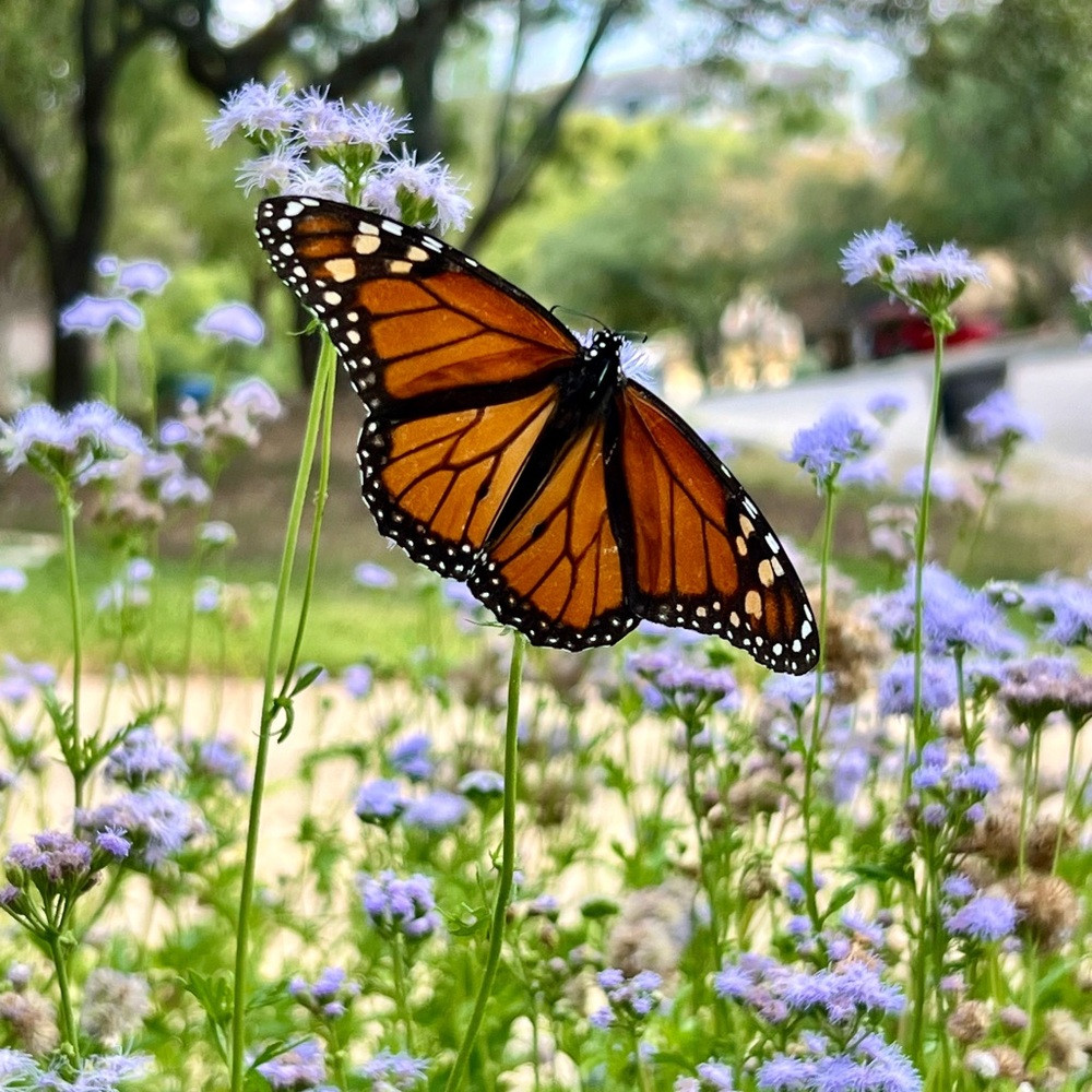 FREE Milkweed seeds for Monarch Butterflies with purchase.
